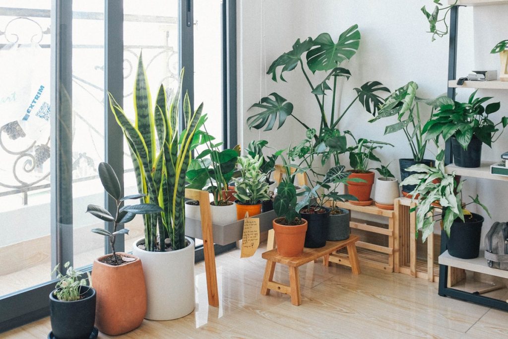 Best Indoor Plants for the Home