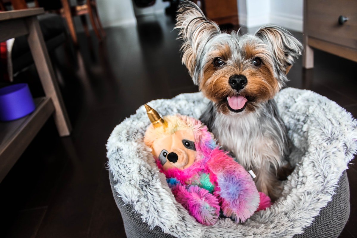 The 7 Best Interactive Toys For Dogs