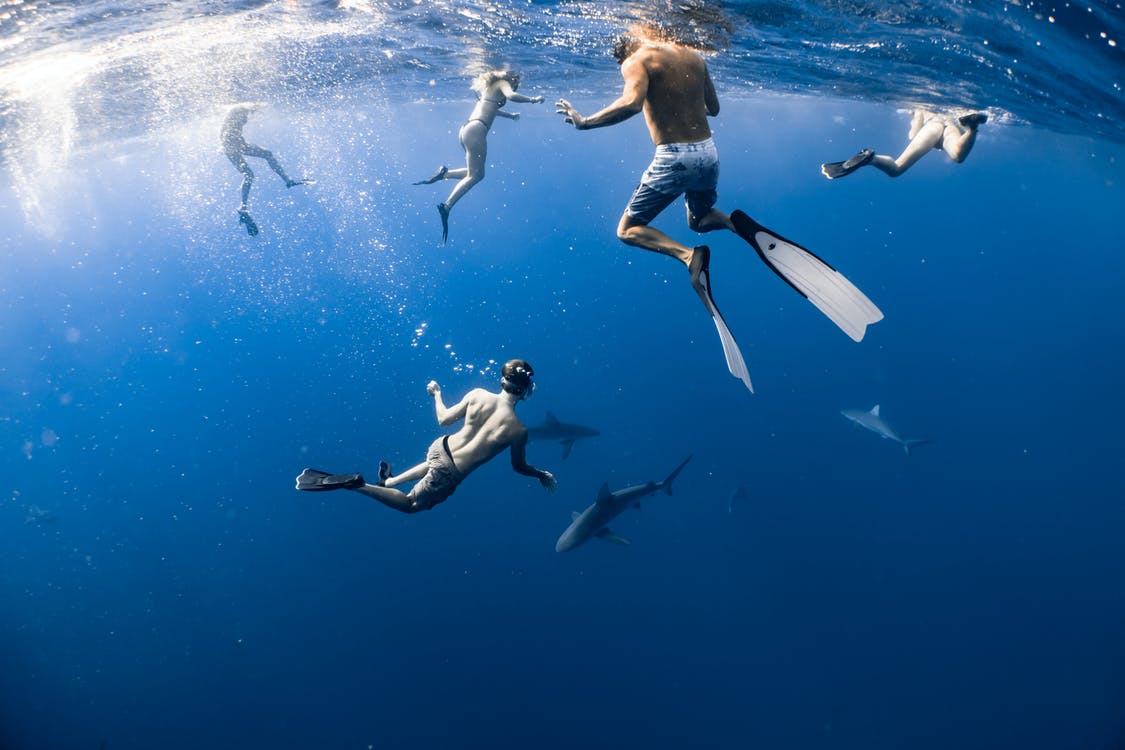 A Guide To Swimming With Sharks