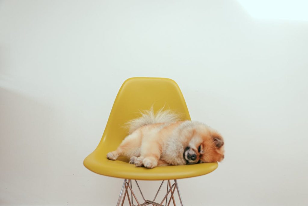 Are Pomeranians Good with Cats