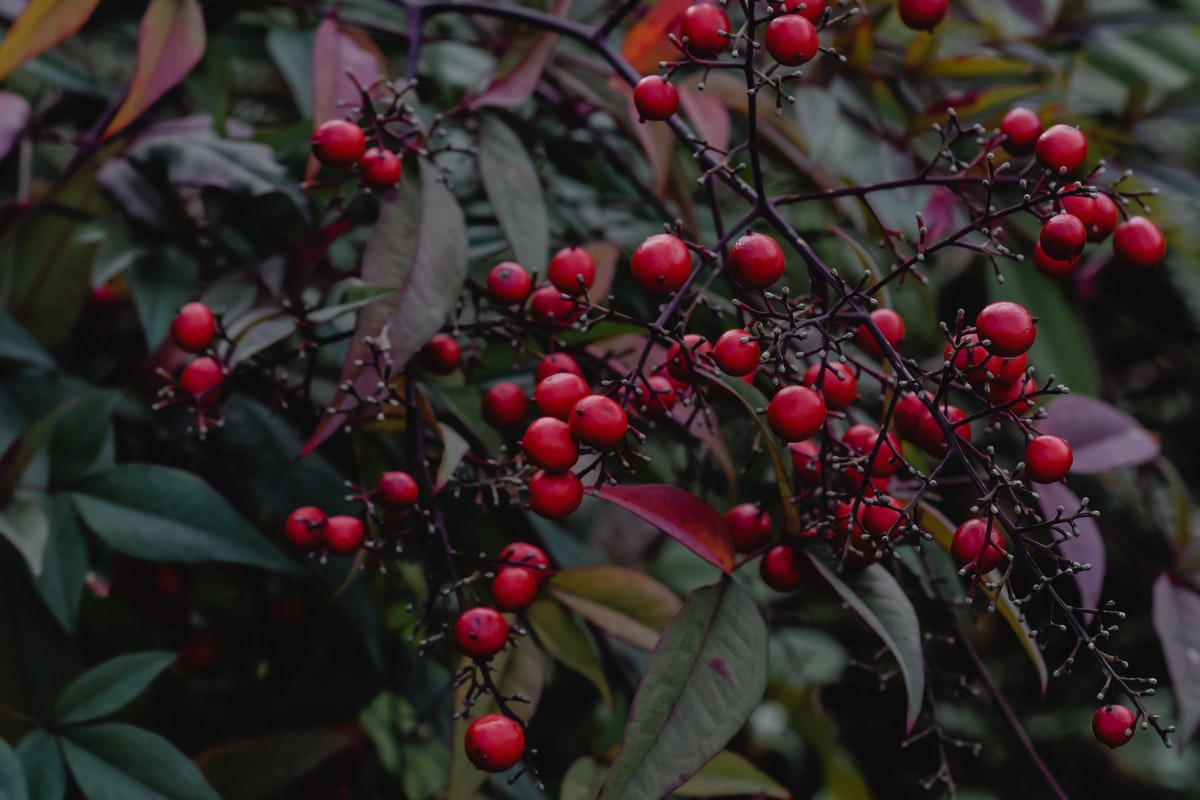 8 Unique Fruits Around The World